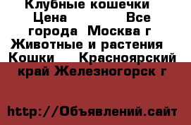 Клубные кошечки › Цена ­ 10 000 - Все города, Москва г. Животные и растения » Кошки   . Красноярский край,Железногорск г.